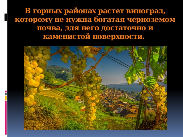 В горных районах растет виноград, которому не нужна богатая черноземом почва, для него достаточно и каменистой поверхности.