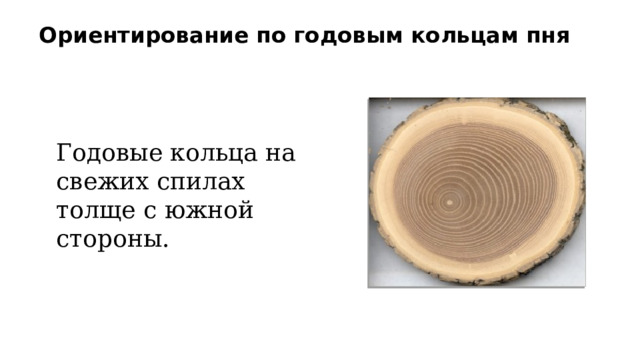 Что такое годичное кольцо. Ориентирование по годовым кольцам. Ориентирование по годовым кольцам на пнях. Годичные кольца древесины. Годовые кольца на пне.