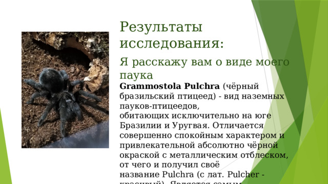 Результаты исследования: Я расскажу вам о виде моего паука  Grammostola Pulchra (чёрный бразильский птицеед) - вид наземных пауков-птицеедов, обитающих исключительно на юге Бразилии и Уругвая. Отличается совершенно спокойным характером и привлекательной абсолютно чёрной окраской с металлическим отблеском, от чего и получил своё название Pulchra (с лат. Pulcher - красивый). Является самым массивным из всех пауков своего рода, размах лап у взрослой особи достигает около 18 см.