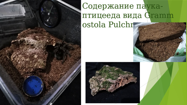 Содержание паука-птицееда вида Grammostola Pulchra: