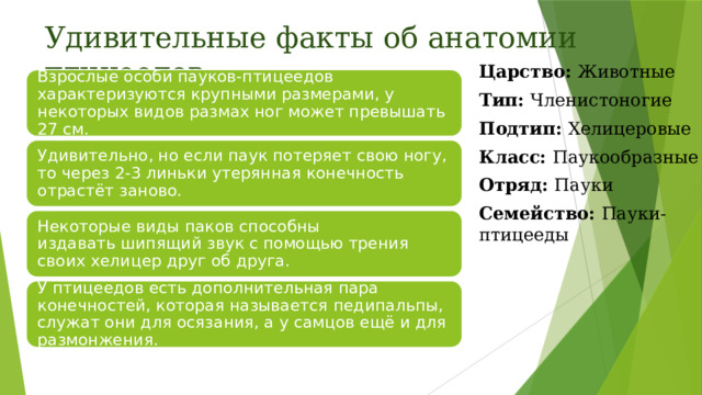 Удивительные факты об анатомии птицеедов Царство: Животные Тип: Членистоногие Подтип: Хелицеровые Класс: Паукообразные Отряд: Пауки Семейство: Пауки-птицееды Взрослые особи пауков-птицеедов характеризуются крупными размерами, у некоторых видов размах ног может превышать 27 см. Удивительно, но если паук потеряет свою ногу, то через 2-3 линьки утерянная конечность отрастёт заново.  Некоторые виды паков способны издавать шипящий звук с помощью трения своих хелицер друг об друга. У птицеедов есть дополнительная пара конечностей, которая называется педипальпы, служат они для осязания, а у самцов ещё и для размонжения.