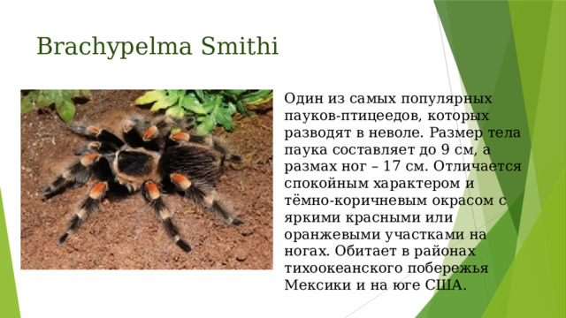 Brachypelma Smithi Один из самых популярных пауков-птицеедов, которых разводят в неволе. Размер тела паука составляет до 9 см, а размах ног – 17 см. Отличается спокойным характером и тёмно-коричневым окрасом с яркими красными или оранжевыми участками на ногах. Обитает в районах тихоокеанского побережья Мексики и на юге США.  