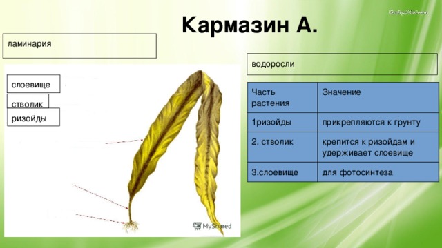 Водоросли прикрепляются с помощью. Водоросли части растения. Ламинария части растения. Органы прикрепления водорослей. Водоросли части растения 2 класс.