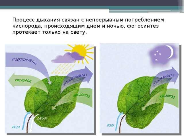 Схема обмена веществ у растений