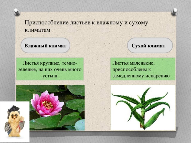 Условия приспособления. Приспособление листьев к влажному климату. Приспособление растений к влажности. Приспособление к сухому климату у растений. Приспособленность растений к влажности.